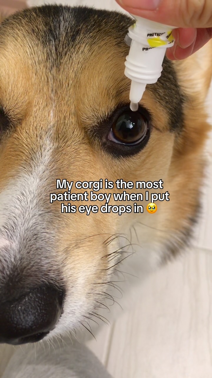 Instagram post by an influencer for Chewy. Caption reads: [...] times a day. Thanks to @Chewy Pharmacy, I....