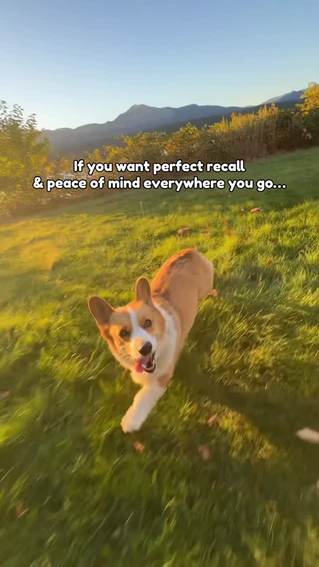 Instagram post by @whereskaia for Halo Collar. Caption reads: The new @halocollar 5 lets us bring our backyard....