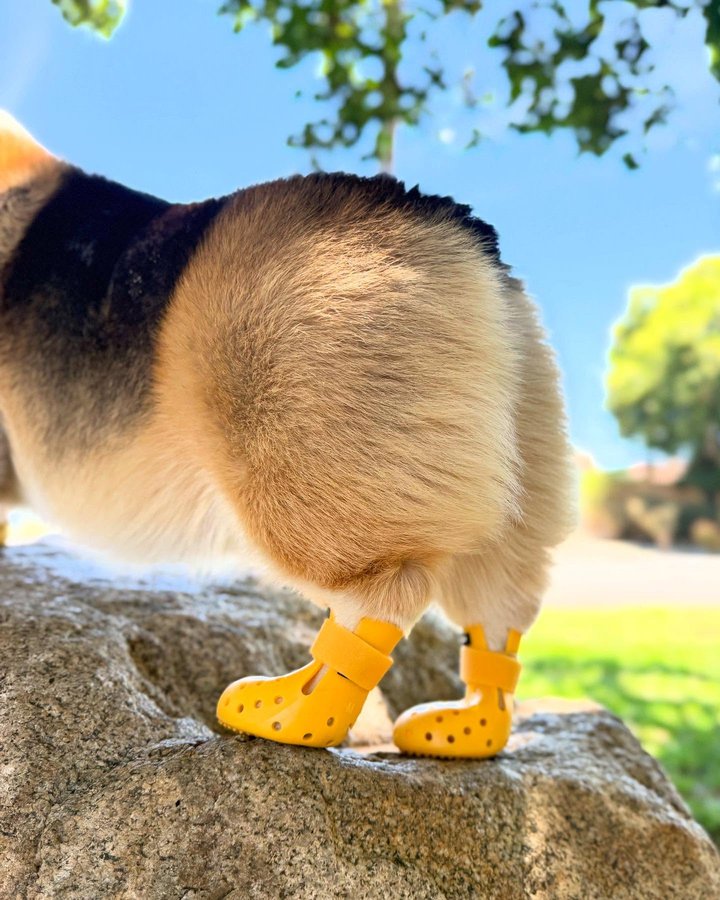 Instagram post by @nachocorgo for wagwear. Caption reads: [...] messages about Nacho’s new kicks from....