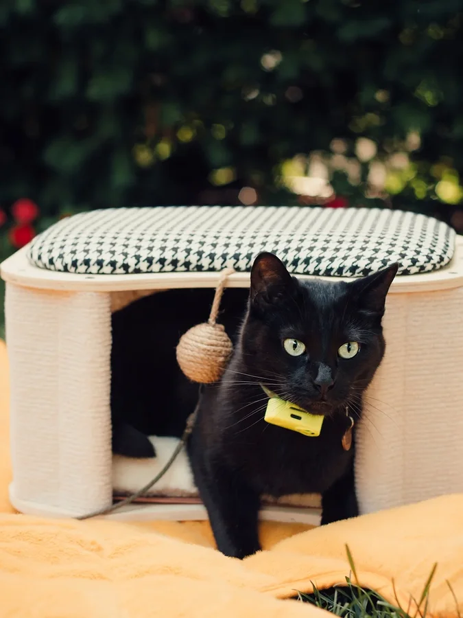 Instagram post by @purrfectly.amber for FunnyFuzzy. Caption reads: A new hid & seek spot!

Thanks for @funnyfuzzy_pet....