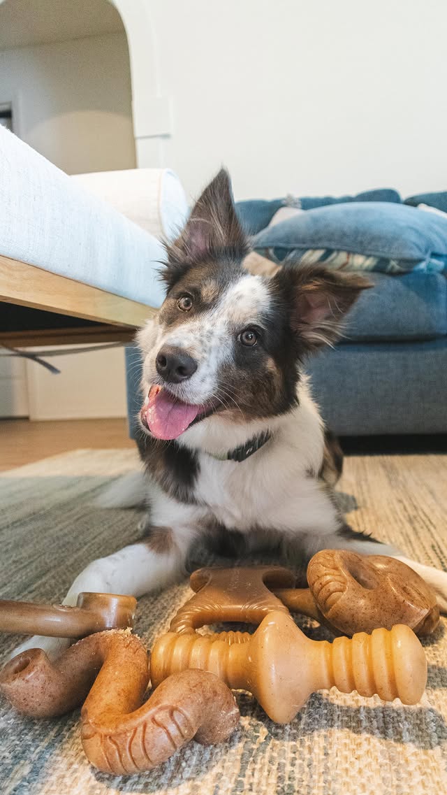 Instagram post by @honutheblue for Benebone. Caption reads: [...] living room, calm Ria, and happy @mybenebone....