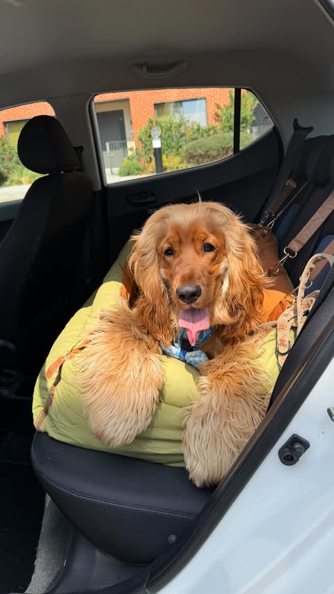 Instagram post by @cliffyunleashed for FunnyFuzzy. Caption reads: [...] We tried the new car bed from....