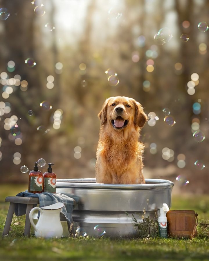 Instagram post by @poethegoldie for Dandylion. Caption reads: [...] This shampoo and conditioner by....
