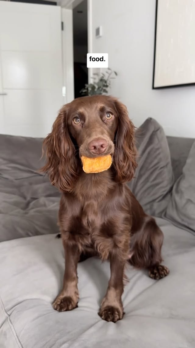Instagram post by @cocker.milly for Beco Pets. Caption reads: [...] #spaniel #dogenrichment #dogtreats #becopets....