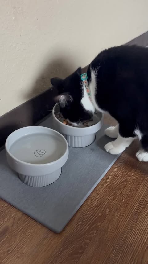 Instagram post by @otisthetuxedo for Dorai Home. Caption reads: [...] his hydration station 💧🖤 The DoraiHome....