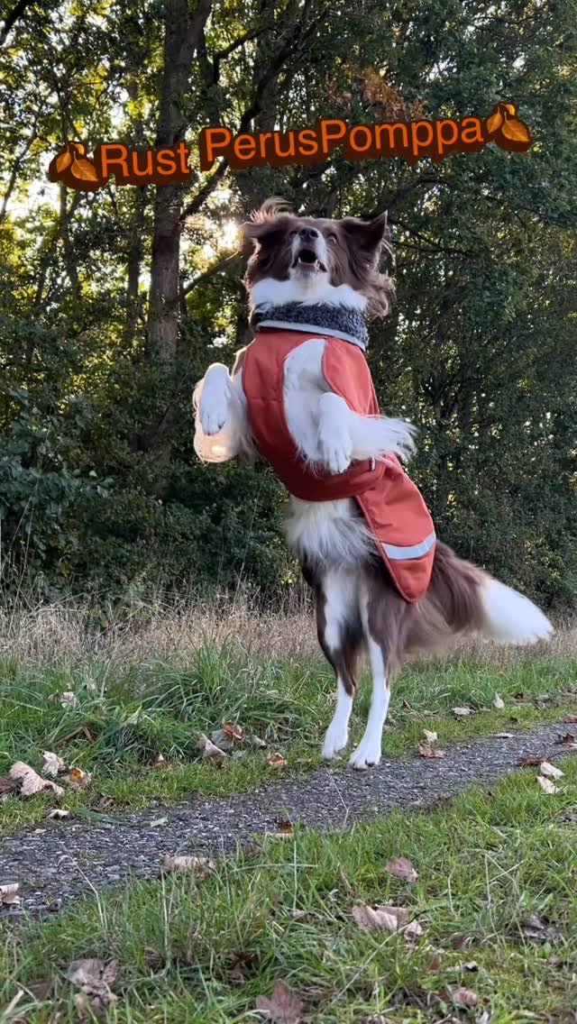 Instagram post by @keeladventures for Pomppa Dogwear. Caption reads: [...] | Keela and I are back on the @pomppadogwear....