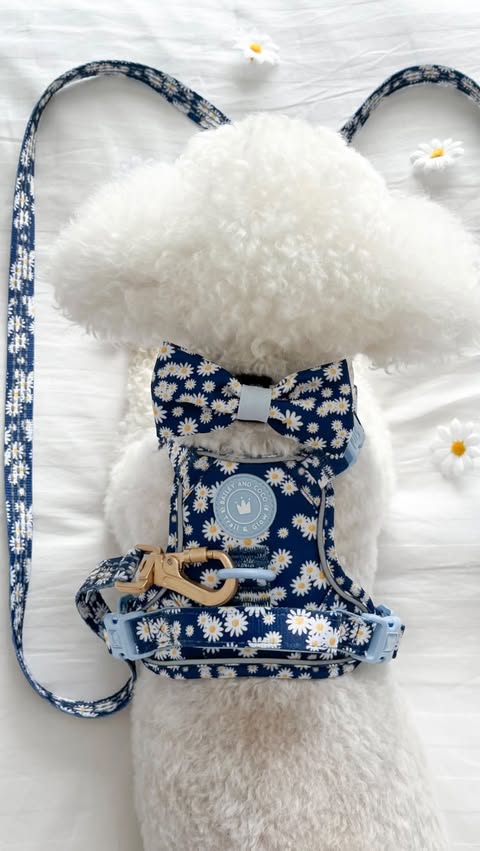 Instagram post by @loki_the_maltichon for Bailey and Coco. Caption reads: [...] two, soon to be launched much loved....