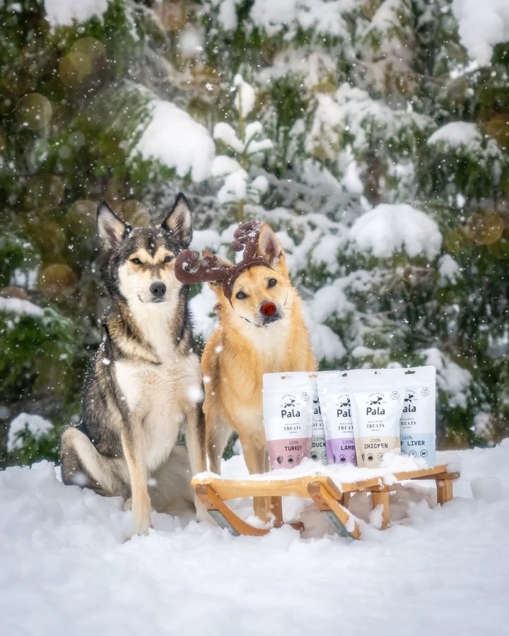 Instagram post by @simplysarek for Pala Pets. Caption reads: Ad| All they want for Christmas is food 🎁

We'll....