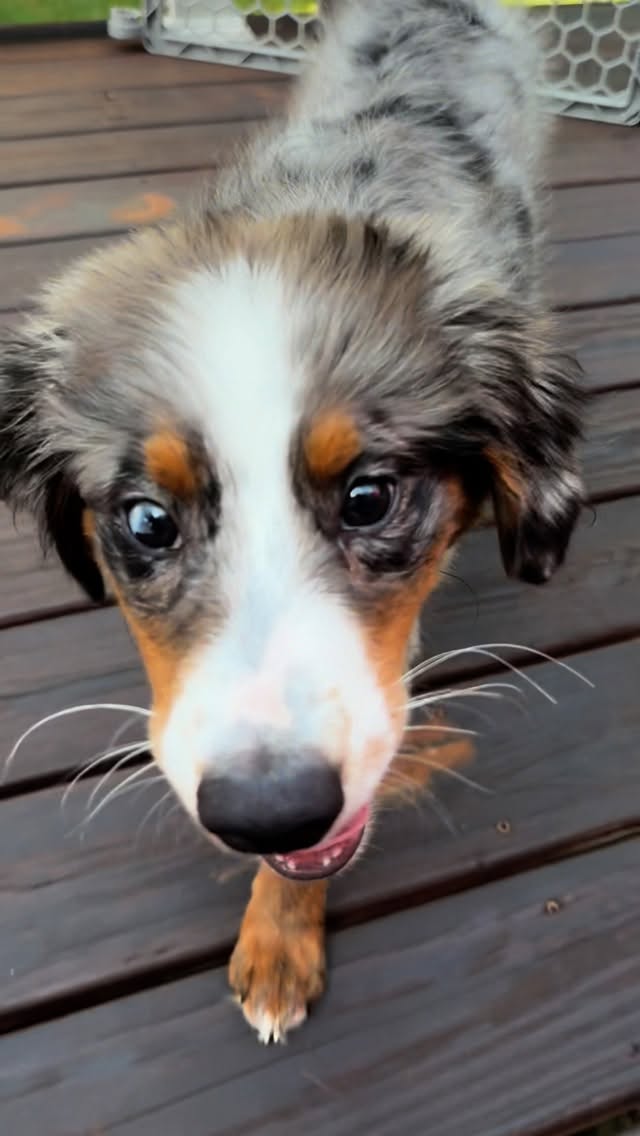 Instagram post by @jordieeee_01 for Dog Friendly Co. Caption reads: #gifted Your dog called, it’s time to level up....