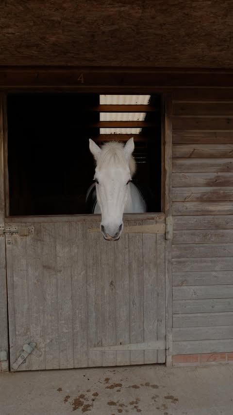 Instagram post by @alexhazen for World Market. Caption reads: [...] & I’ll dm ya everything I found ♥️....