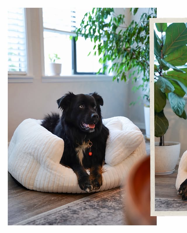 Instagram post by @_oaktheaussie_ for PeachSkinSheets. Caption reads: [...] PeachyMink Faux Fur Pet Bed from....