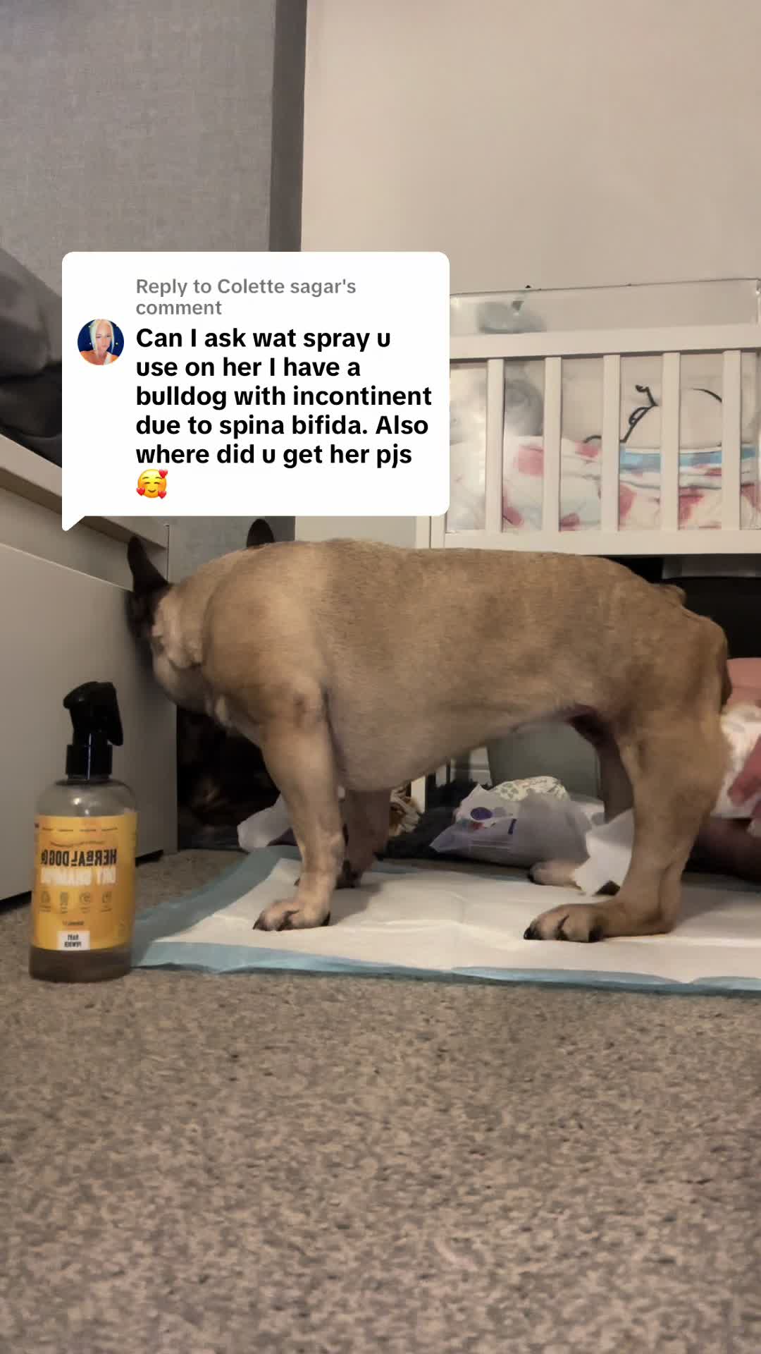 TikTok post by @bnb_bullys for Herbal Dog Co. Caption reads: [...] oh we choose the smell "baby powder" @Herbal....