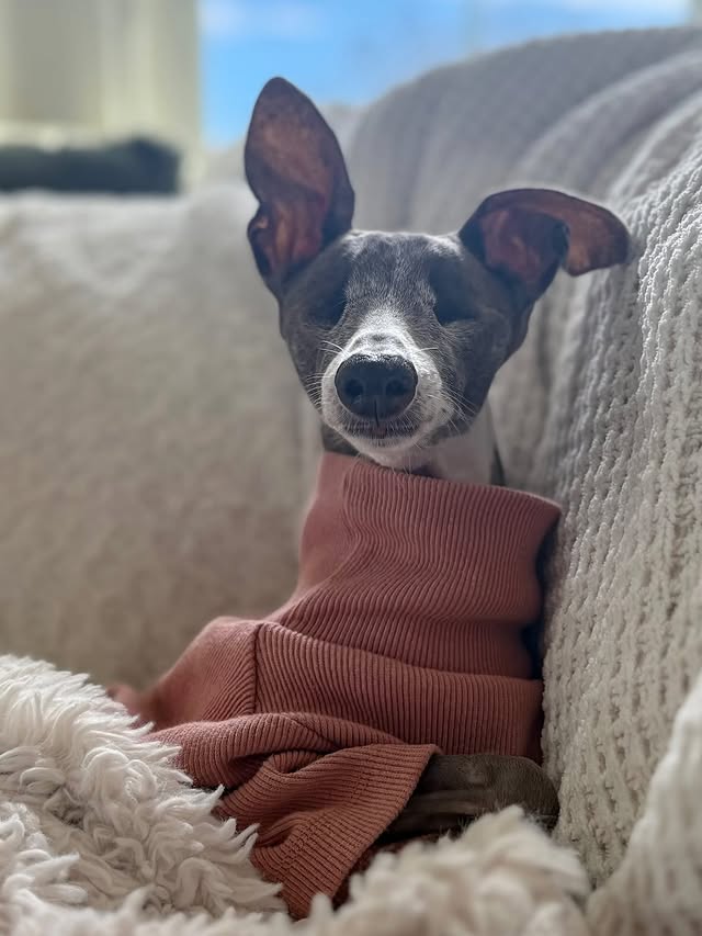 Instagram post by @emma.the.iggy for Furb. Caption reads: Emma would like everyone to know she is done with....