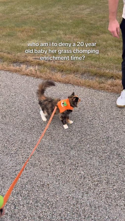 Instagram post by @jenna_bariatricbestie for PetSmart. Caption reads: my LOVELY, WONDERFUL & PRECIOUS elderly little....