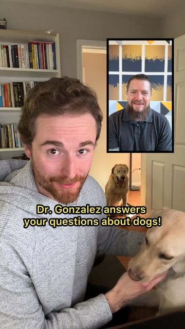 Instagram post by @dexterthebalancingdog for Dutch. Caption reads: [...] Dr. Gonzalez, a veterinarian with....