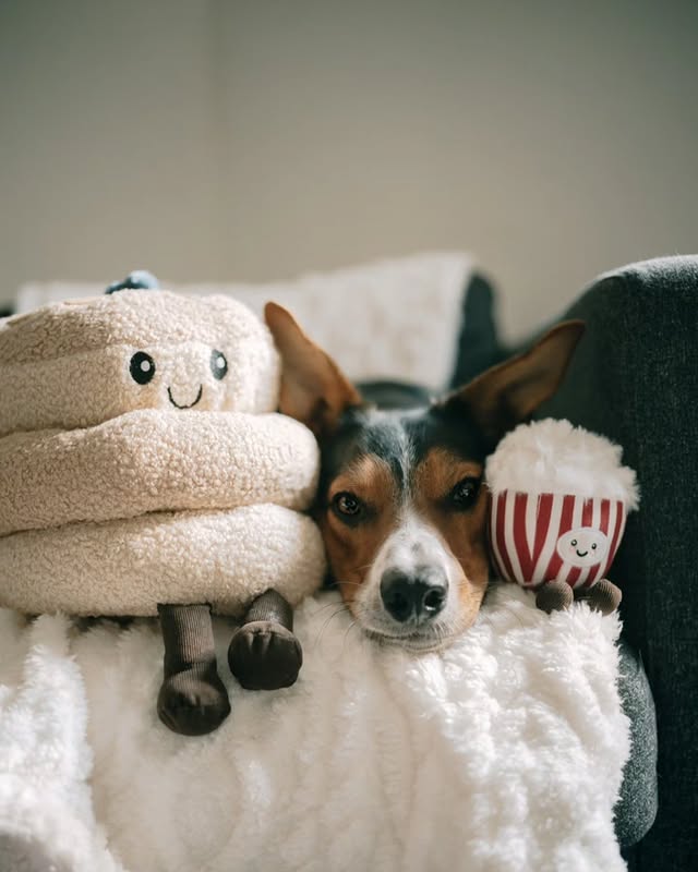 Instagram post by @wanderingwithcollies for Online Home Shop. Caption reads: [...] to grab your own goodies 🧡 AD |....