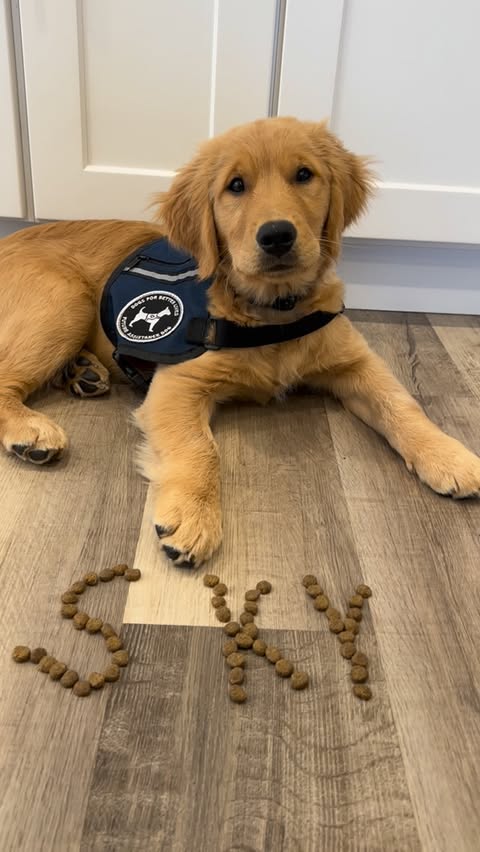 Instagram post by @goodasgoldens for PURINA PRO PLAN. Caption reads: Sky is learning everyday and this week we worked....