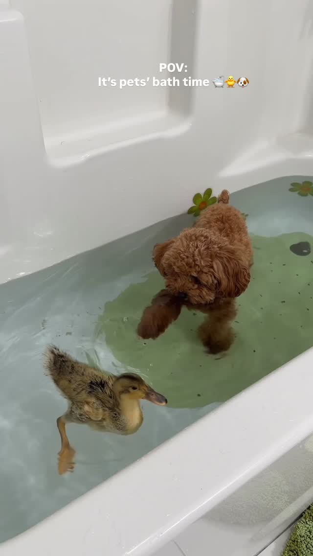 Instagram post by @the_hayeks for Earth Rated. Caption reads: the best shampoo for my puppy’s fur that tackles....