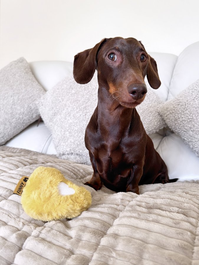 Instagram post by @frankie_dachshund03 for FunnyFuzzy. Caption reads: Did you say it’s FRIYAY 🎉

You all know I love my....