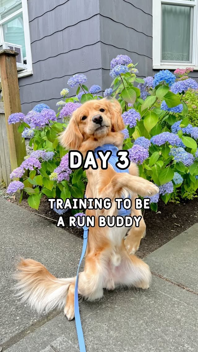 Instagram post by @monty.mung for Dogged. Caption reads: [...] 😅 we will see! Harness & leash @shopdogged....