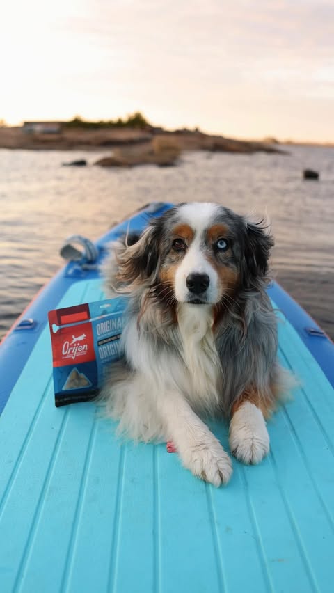 Instagram post by @aussie.sedona for ORIJEN Petfoods. Caption reads: POV: you fly your dog up to experience cottage....
