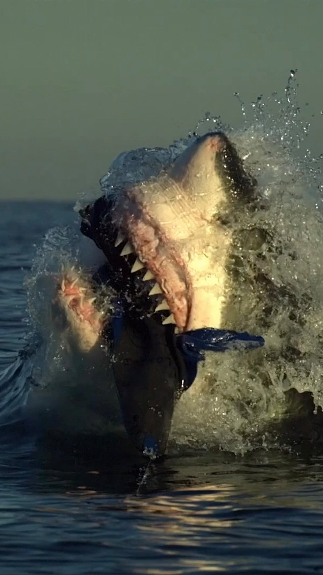 Instagram post by @abc4explore for Discovery. Caption reads: [...] ‼️Shark Week‼️ continues tonight on....