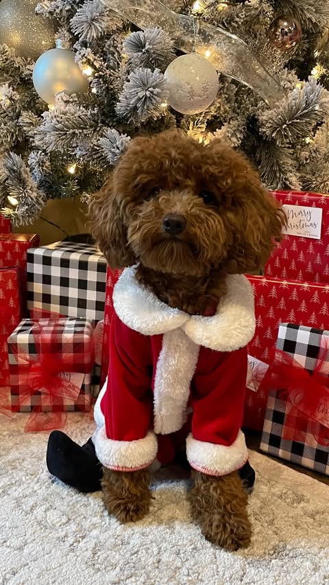 Instagram post by @winstontheminiaturedood for BISSELL. Caption reads: #ad Here’s your sign to use the BISSELL Revolution....