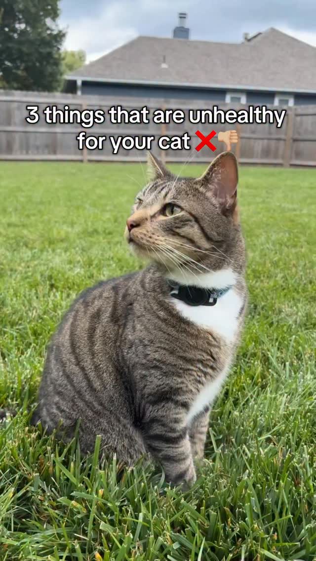 Instagram post by @winstonandspooky for NaturVet. Caption reads: [...] want to try out Hairball Help! visit....