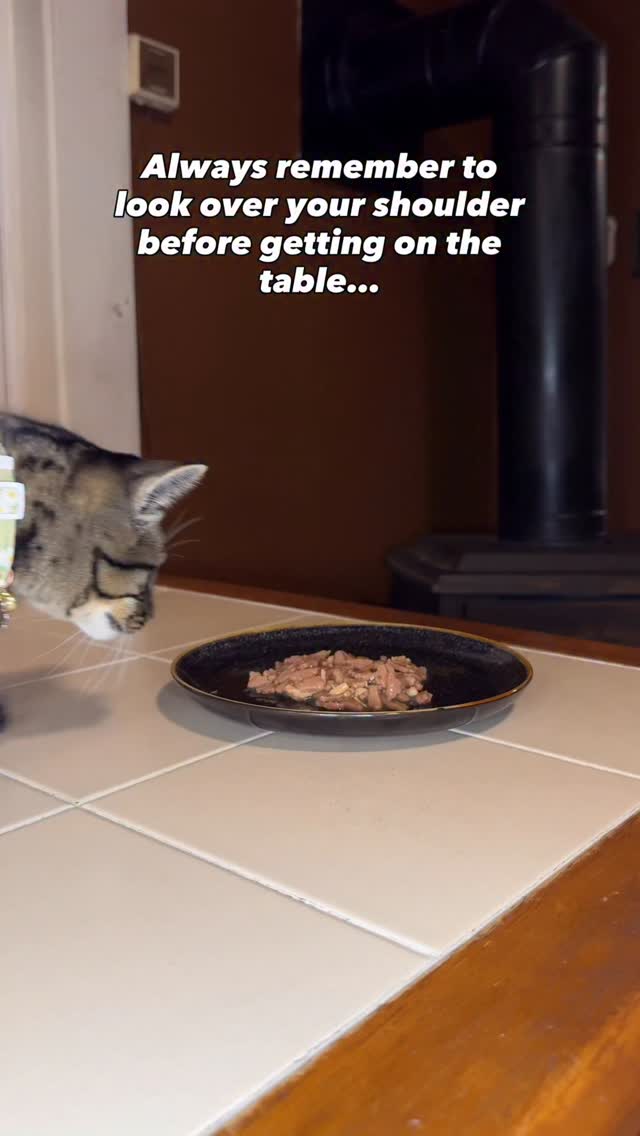 Instagram post by @finnythetabby for Optimeal. Caption reads: [...] approved of dinner tonight 🤍🐾....