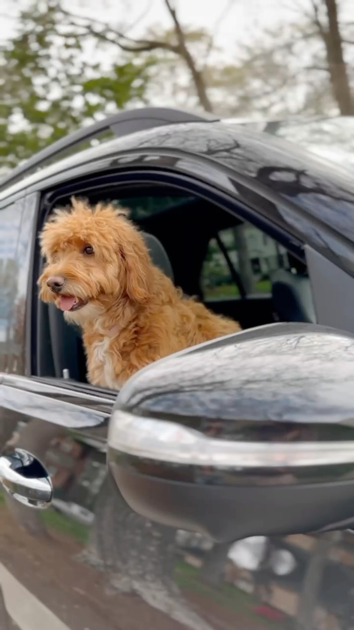 Instagram post by @carolina_charm for VetriScience. Caption reads: Ready to roadtrip! 🐾 #ad 

For our longer trips,....