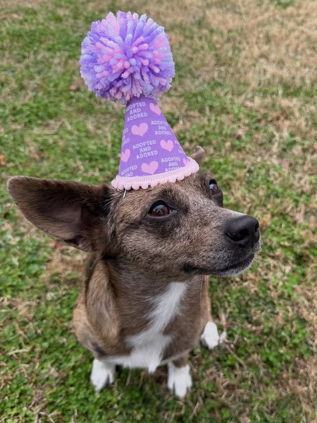 Instagram post by @geeis4gangster for BarkBox. Caption reads: Happy got ya day Christmas! Last year on a snowy....