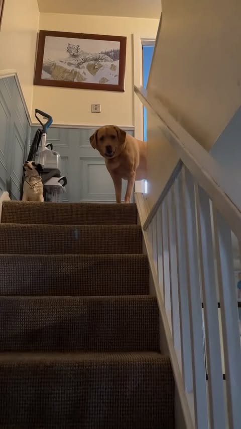 Instagram post by @finn.thebigredlab for Bugalugs Pet Care. Caption reads: [...] but fear not our amazing friends at....