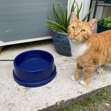 Instagram post by @catmanchrispoole for K&H Pet Products. Caption reads: Meet BOND... in case you didn't know yet, he's our....
