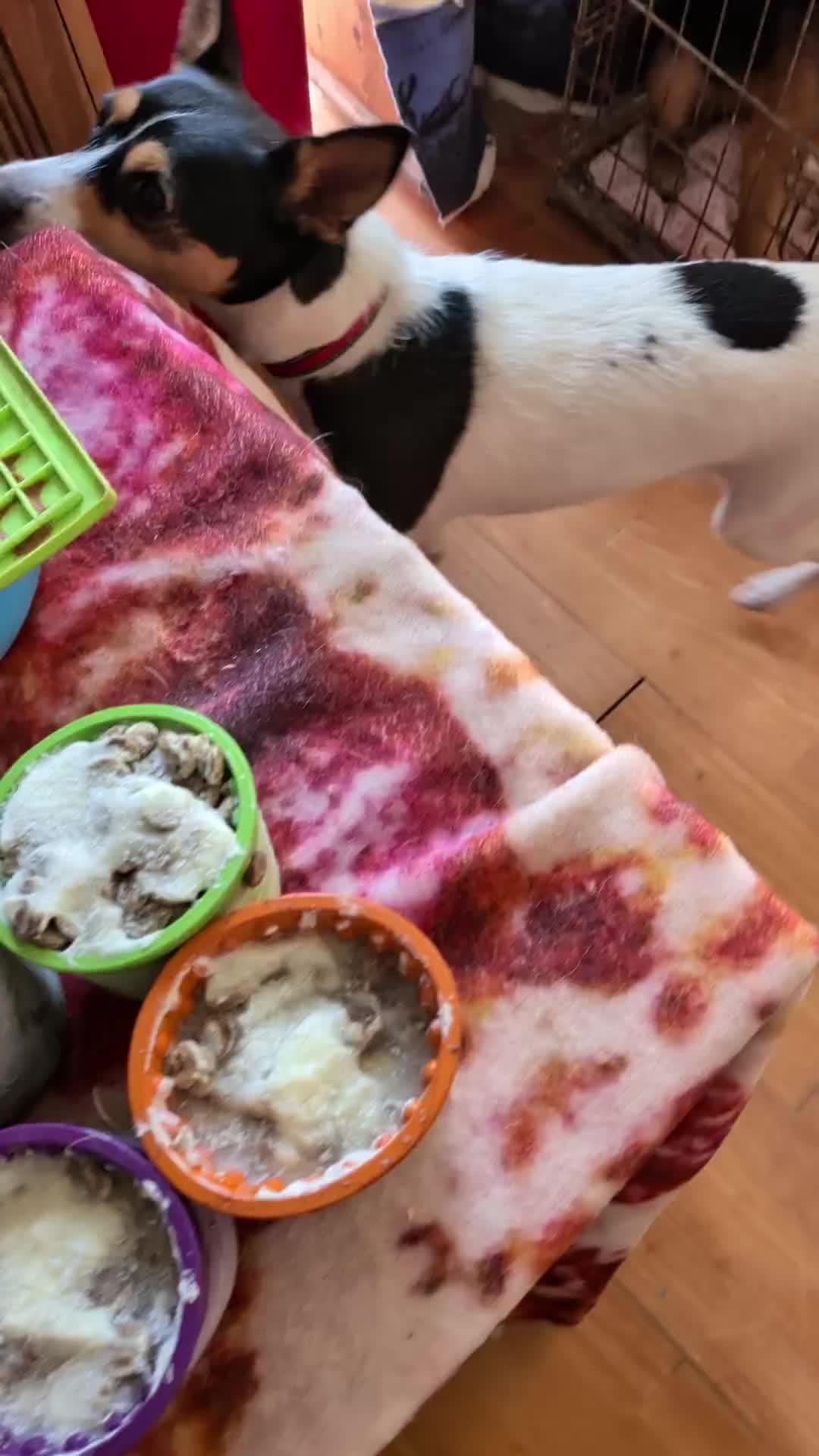 TikTok post by @katieanddogs for Freezbone. Caption reads: [...] freezswirl and freezball from @Freezbone UK....