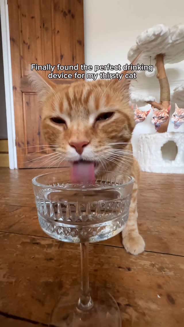 Instagram post by @dextheorangecat for Petlibro. Caption reads: Bro has reached maximum hydration💧

We upgraded....