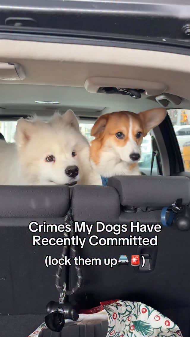 Instagram post by @biffthesamoyed for Earthborn Holistic Pet Food. Caption reads: We’re considering solitary confinement for snack....