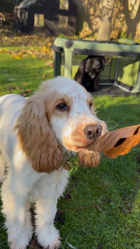 Instagram post by @life.with.lily.and.amber for Petsfit. Caption reads: The girls are excited for their next adventure in....