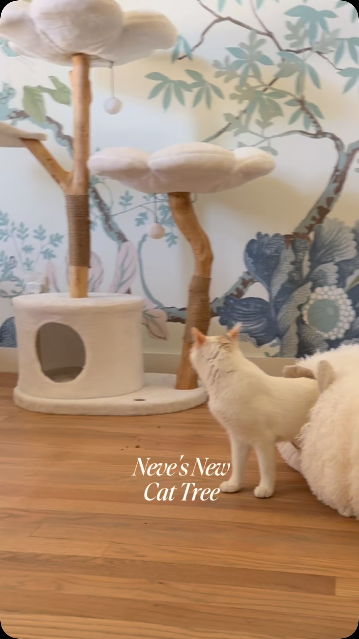 Instagram post by @heysarahtherapy for KBSPETS. Caption reads: [...] spot 🐾🌸 This stunning cat tree from....