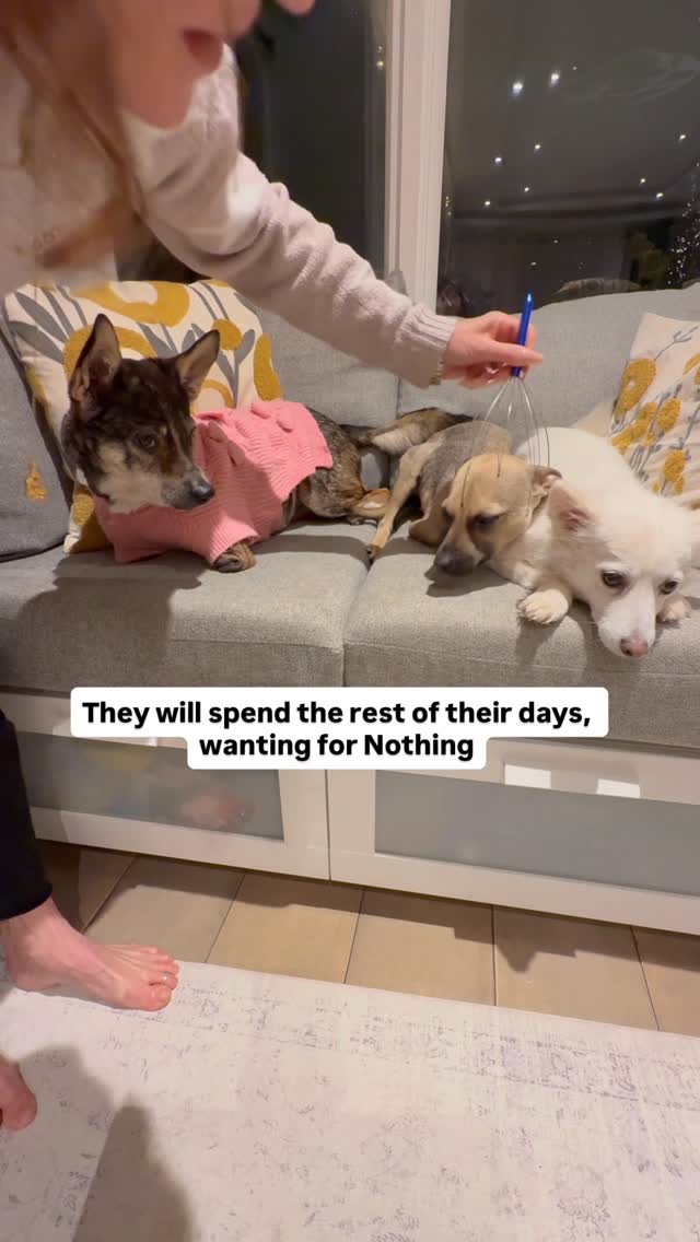 Instagram post by @amira.amiracle for WeRateDogs. Caption reads: Stooge Spa!!! I promised them that I would make up....