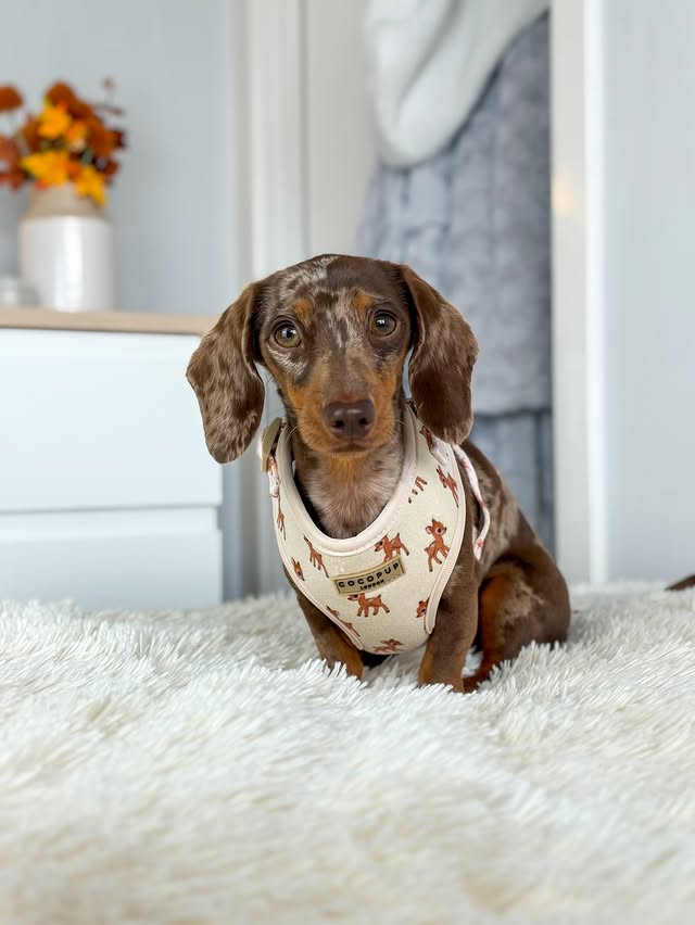 Instagram post by @margotdapple for Cocopup London. Caption reads: the cutest fleecy harness 🤎 i can’t believe how....