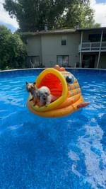 Instagram post by @kohaku_anddd for Amazon Pets. Caption reads: Are you sure mom ? 🫤 we gonna stay in our floaty.....