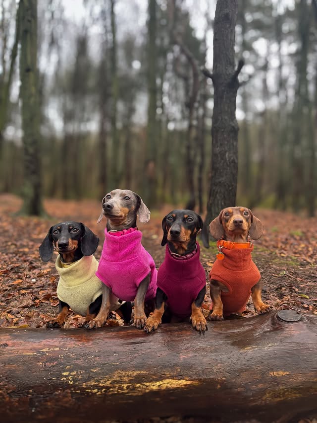 Instagram post by @thesausageandlabadventures for Hugo and Ted. Caption reads: [...] is your favourite? 🤭 All wearing....