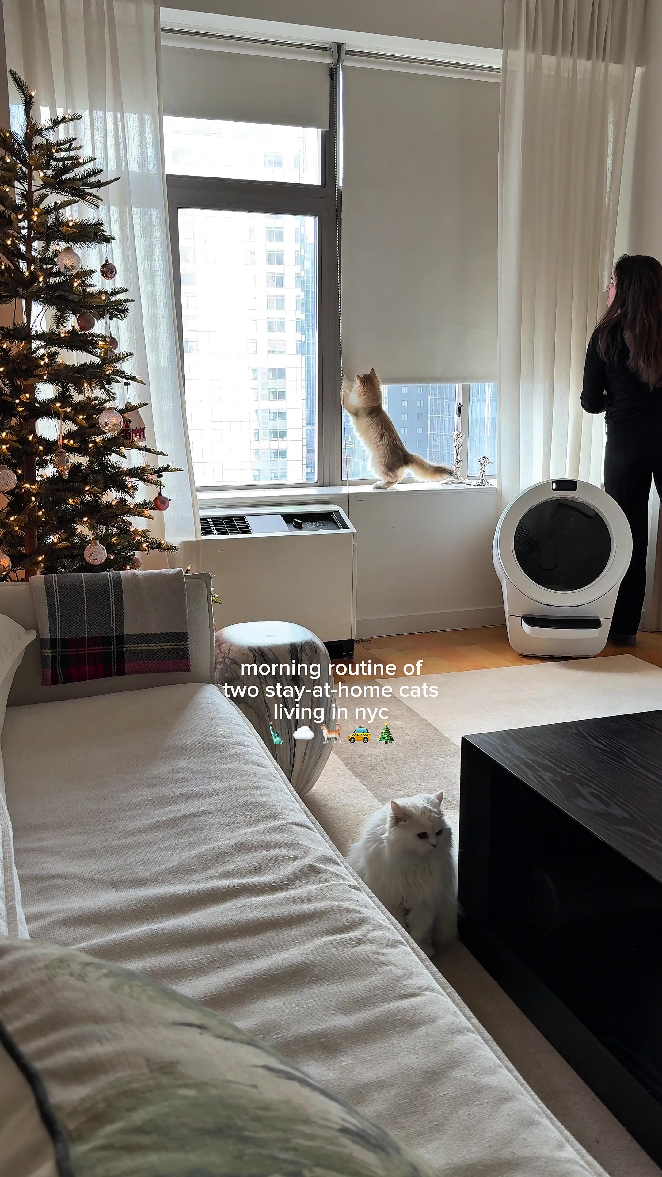 TikTok post by @cleothecitykitty for Litter-Robot. Caption reads: Cleo & Clementine’s cozy morning routine featuring....