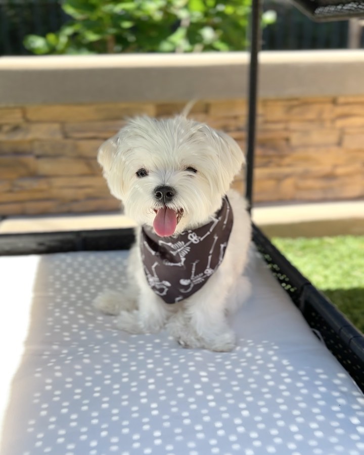 Instagram post by @mochifloof for PupBox. Caption reads: It’s spooky season 👻 So why is it still so hot....