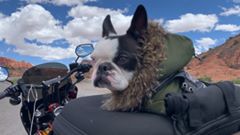 Instagram post by @meanjeanrides for Biltwell. Caption reads: [...] #sscycle #kuryakyn #memphisshades  #biltwell....