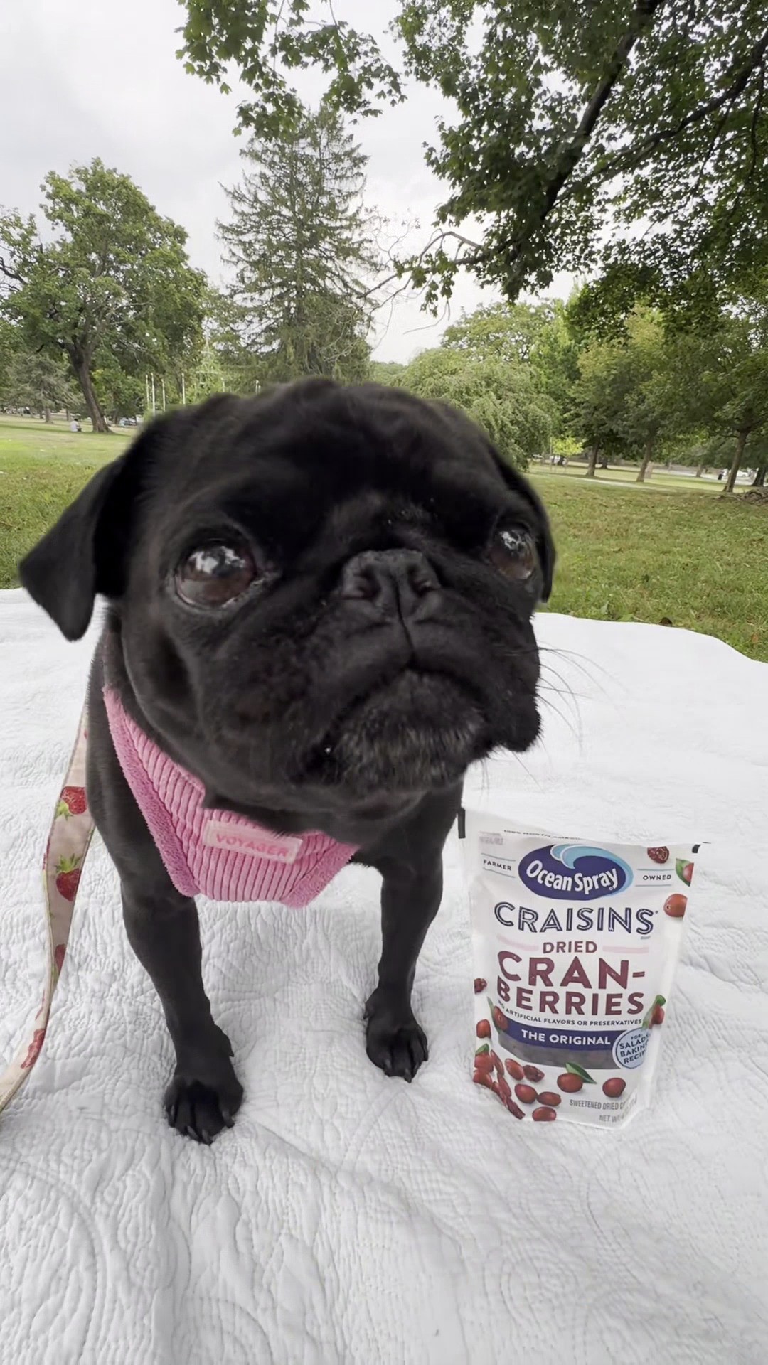 Instagram post by @bentothebug for Ocean Spray. Caption reads: And the nom nom nominee for cutest Craisin loving....