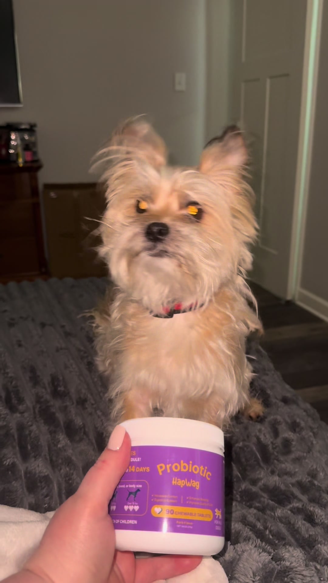 TikTok post by @dnparker23 for Hapwag Pets. Caption reads: [...] them. Probiotic Hapwag Probiotics @HAPWAG....