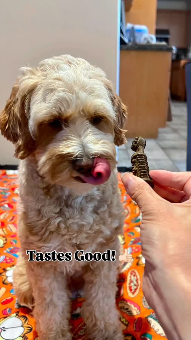 Instagram post by @lunathecavapoo.yvr for Bernie's Best. Caption reads: Dental health is impawtant for dogs.  Aside from....