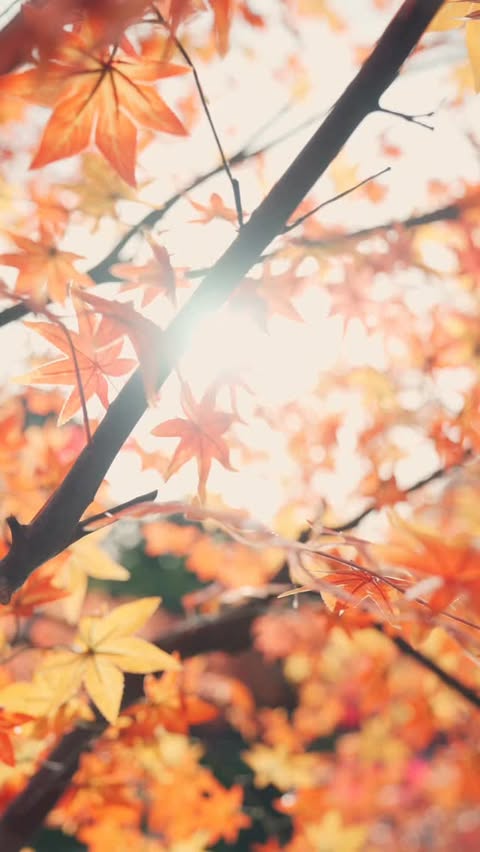 Instagram post by @visitbogor for Tokopedia. Caption reads: Liburan akhir tahun nggak perlu jauh-jauh.
Korea....