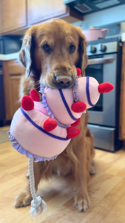 Instagram post by @champaagnepupi for Petco. Caption reads: [...] out chef’s kiss is for the dogs 💋🤌🏼....